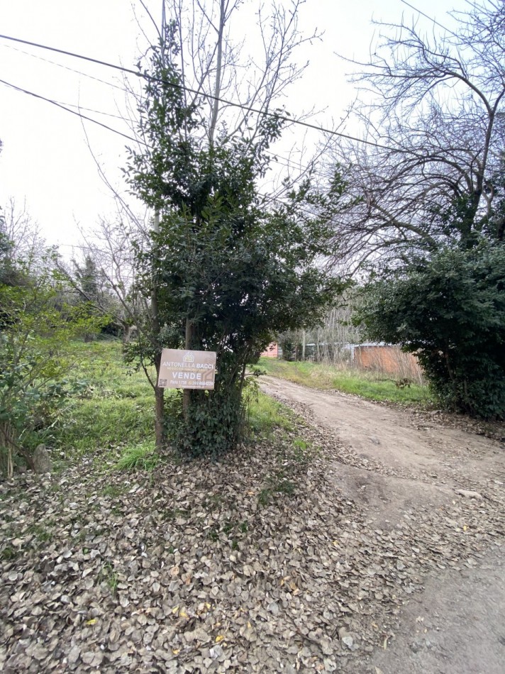 Lote Santa maria de Oro